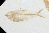 Double Diplomystus Fossil Fish - Wyoming #75987-1